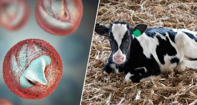 Scientists highlight importance of a vaccine for Cryptosporidiosis