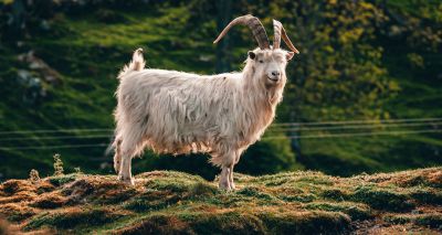 Wild goats take over Llandudno's empty streets