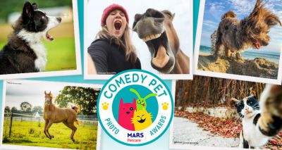 Entries open for Pet Comedy Photo Awards 2020