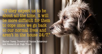 Separation anxiety a 'ticking time bomb', warns Dogs Trust