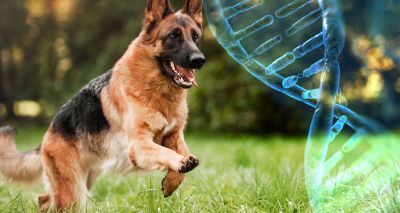 Scientists map genome of healthy German shepherd