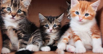 Cats Protection welcomes ban on third-party kitten sales