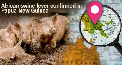 African Swine Fever identified in Papua New Guinea