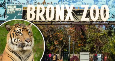 Bronx Zoo tiger tests positive for COVID-19