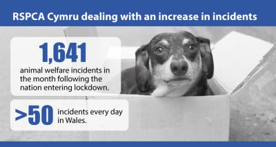 RSPCA Cymru dealing with over 50 incidents a day during lockdown