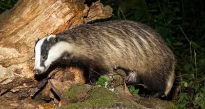 Wildlife charities urge government to end badger cull in light of new figures