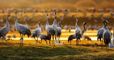 Common crane returns to the UK