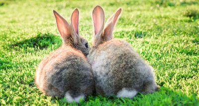 Housing rabbits in pairs reduces stress and keeps them warm