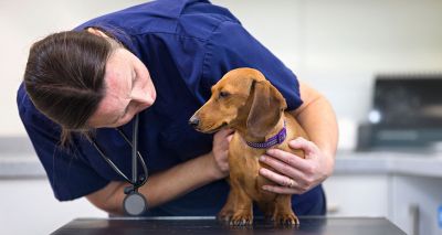 WSAVA announces free COVID-19 webinar