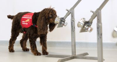 "Covid detection dogs" trial to get underway