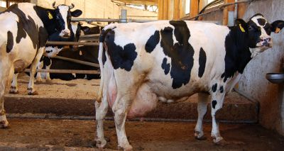 Joint statement on the use of flukicides in dairy cattle