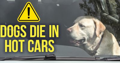 Fresh warning over dogs in hot cars amid lockdown easing