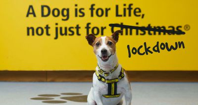 'A dog is for life, not just for lockdown'