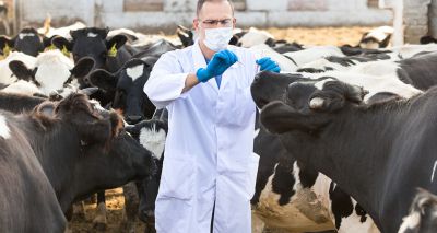 Temporary exclusion of bovine TB testing in calves