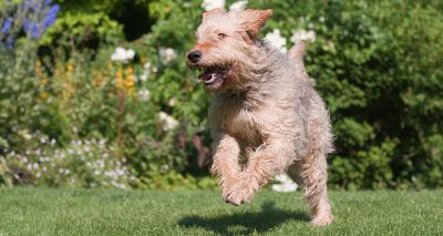 New DNA testing scheme for one of Britain's rarest dogs