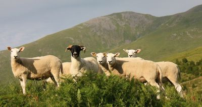 Views sought on sheep health and nutrition