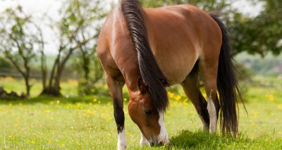 Weight gain in horses a major concern for owners, survey finds