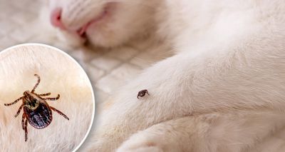 Lyme disease causes potentially treatable condition in cats