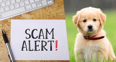 Potential pet owners warned of online scam