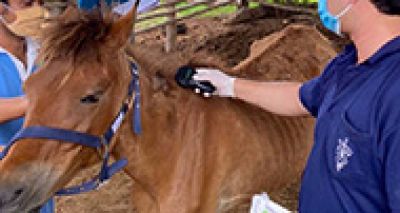 Vet issues please for help with African Horse Sickness