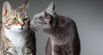 Cats may transmit COVID-19 to other cats, study suggests