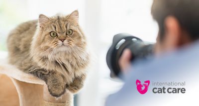 Photography competition launched to document the six life stages of cats