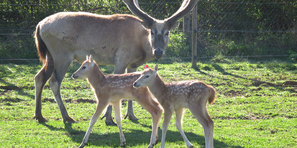 Rare deer born at ZSL Whipsnade Zoo