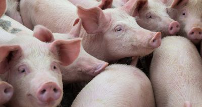 African swine fever vaccine moves step closer