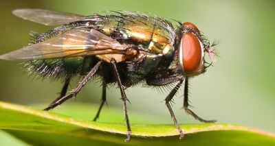 Blowfly risk rises to 'medium' in southern England