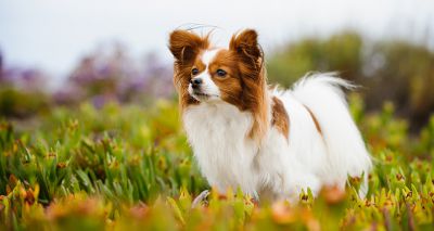 New DNA testing scheme for the papillon