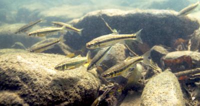 Study highlights impact of climate change on freshwater fish