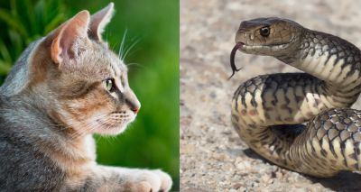 Cats twice as likely to survive snakebites than dogs