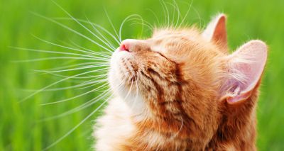 Researchers to collaborate on feline wellbeing