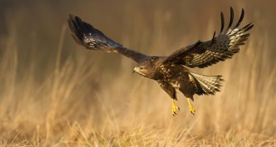 RSPB reports surge in raptor shootings during lockdown