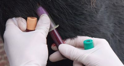 Equine small redworm blood test study published