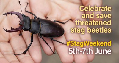 Event to celebrate threatened stag beetle