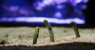 Japanese aquarium hosts 'face-showing festival' for eels