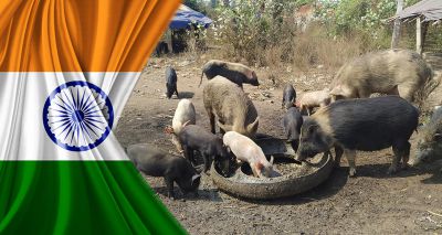 African swine fever confirmed in India