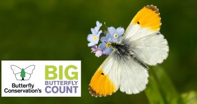 Big Butterfly Count returns