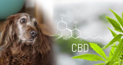 Cannabidiol improves symptoms of canine arthritis, study finds