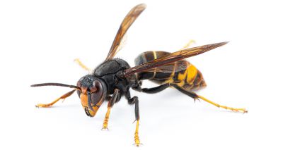 Vigilance urged following unconfirmed sighting of Asian hornet