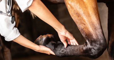 New equine wound management resources launched