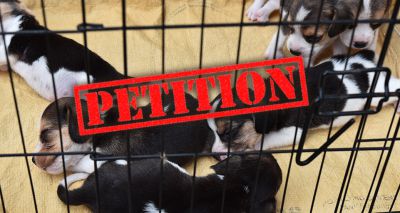 Petition launched to ban import of young puppies