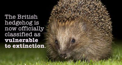 British hedgehog classed as vulnerable to extinction