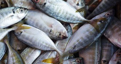 Grant to fund research into the suffering of wild-caught fish