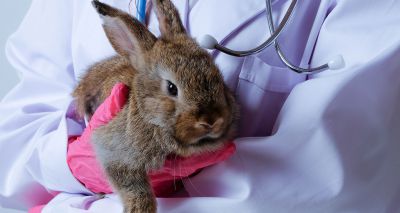 Study reports ante-mortem and post-mortem findings of rabbits with RHDV2