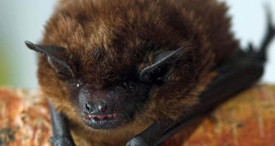 BSAVA reminds small animal vets to practice safe bat handling