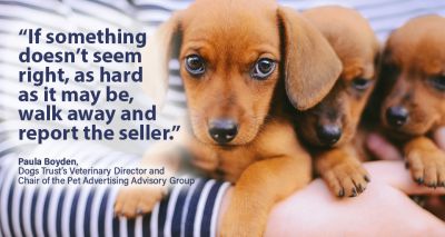 Online scammers exploiting demand for puppies