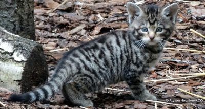 Endangered wildcat kittens born at Highland Wildlife Park