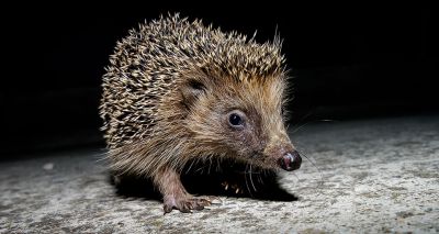 Hedgehog highways petition nears 1m signatures